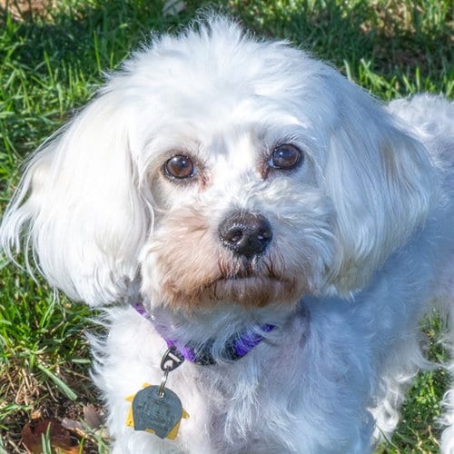 Photo of Pam, adoptable Maltese in St Louis, Missouri