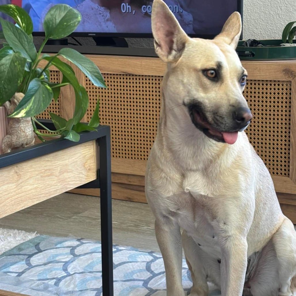 Photo of Eve, adoptable Terrier, American Staffordshire / Mix in San Antonio, Texas