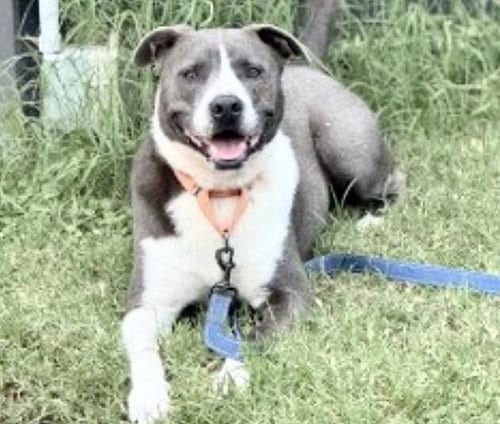 Photo of Levi, adoptable Staffordshire Bull Terrier in Houston, Texas