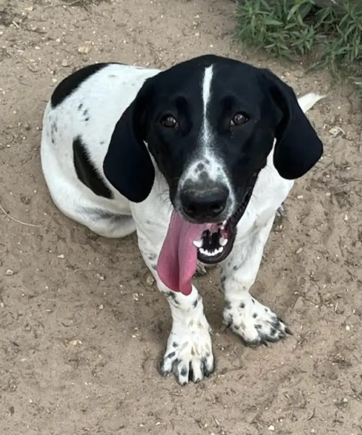 Photo of Phoebe, adoptable Basset Hound in Tulsa, Oklahoma