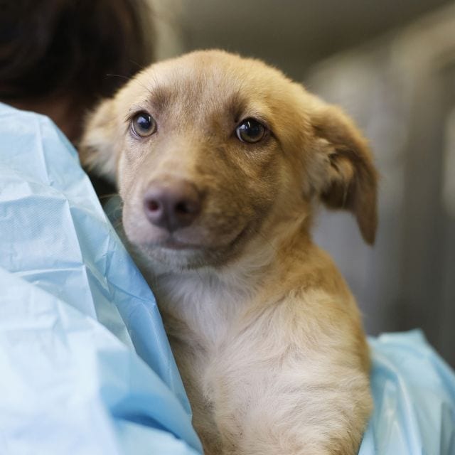 Photo of Miley, adoptable dog in San Antonio, Texas