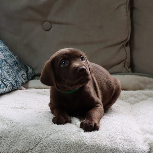 Photo of Princess Pup Tiana, adoptable Labrador Retriever in Chantilly, Virginia