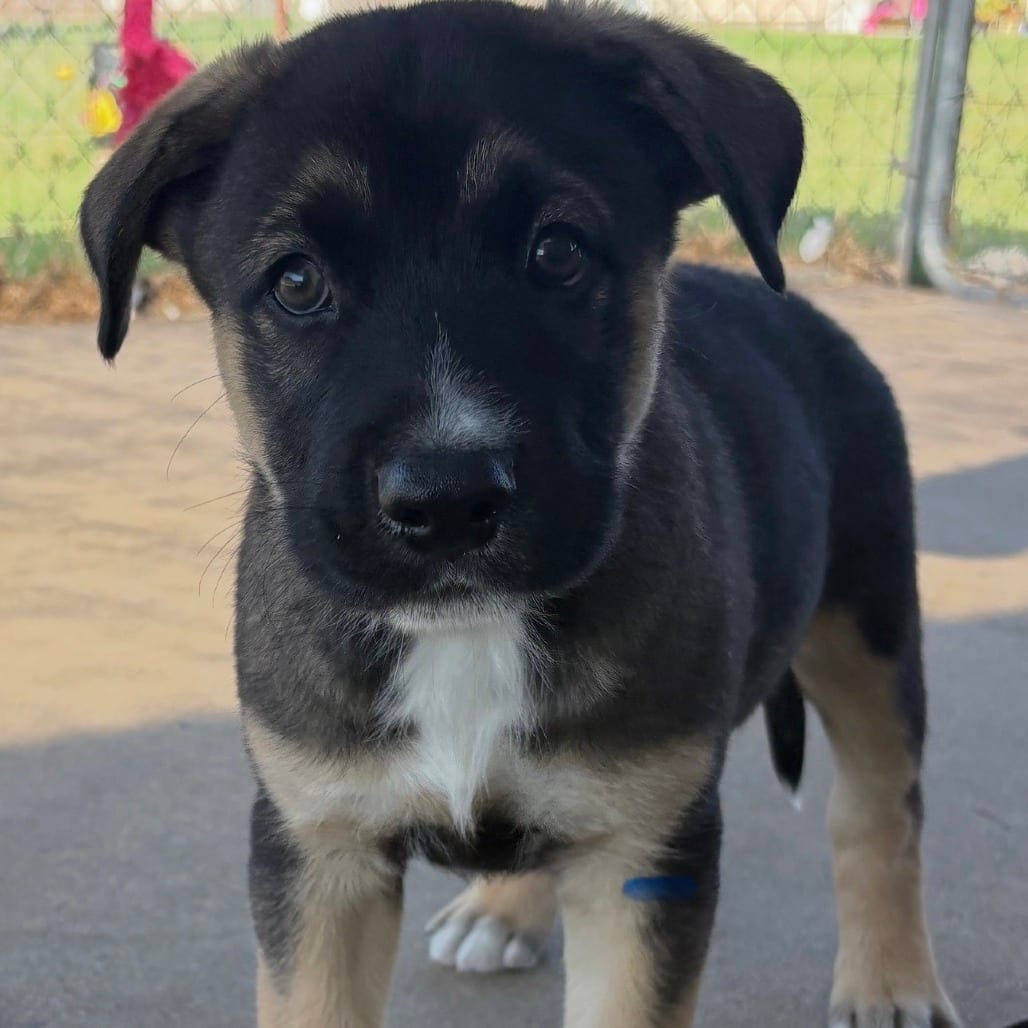 Photo of Dale, adoptable Shepherd / Mix in Boonville, Missouri