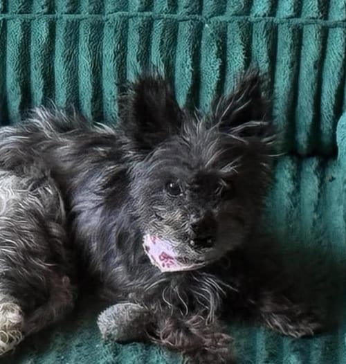 Photo of Rayven in TX, adoptable Terrier in Cranston, Rhode Island
