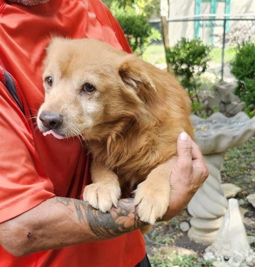 Photo of Bear, adoptable Mastiff in San Antonio, Texas