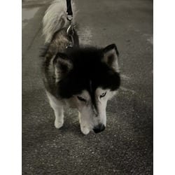 Photo of Loxi, adoptable Husky in Doral, Florida