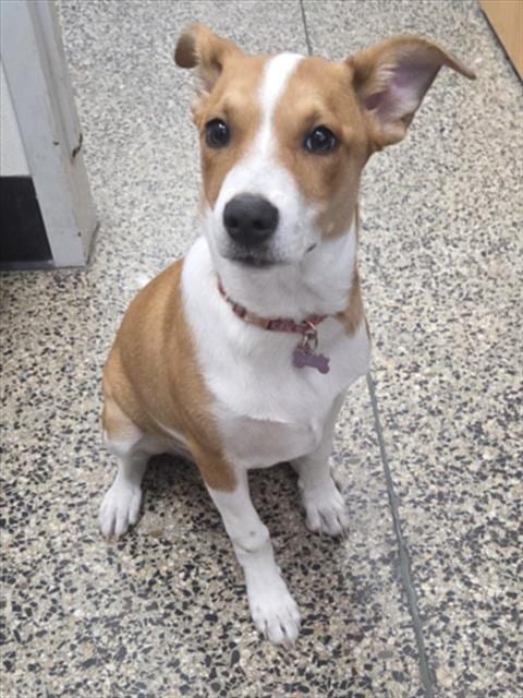 Photo of Nova, adoptable Basenji in Tracy, California