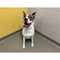 Photo of Nala, adoptable Husky in Colorado Springs, Colorado