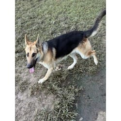 Photo of Brando, adoptable German Shepherd Dog in Jurupa Valley, California