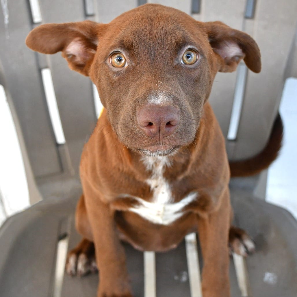 Photo of Melody, adoptable Retriever, Chesapeake Bay / Black Mouth Cur in Beaumont, Texas