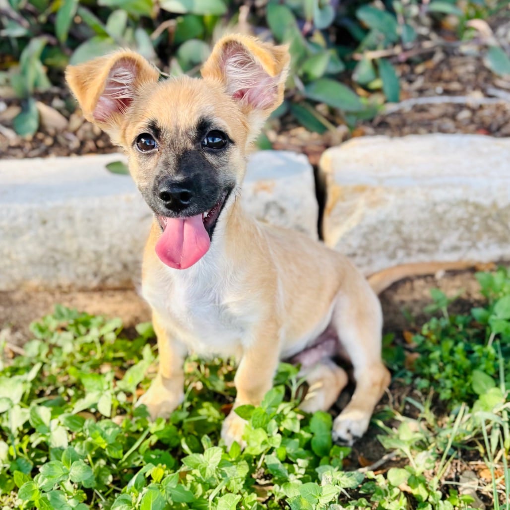Photo of Gerard 26-07-137, adoptable Chihuahua / Mixed Breed (Small) in Bastrop, Texas