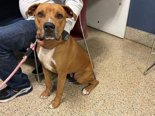 Photo of Rambo, adoptable American Bulldog in Miami, Florida