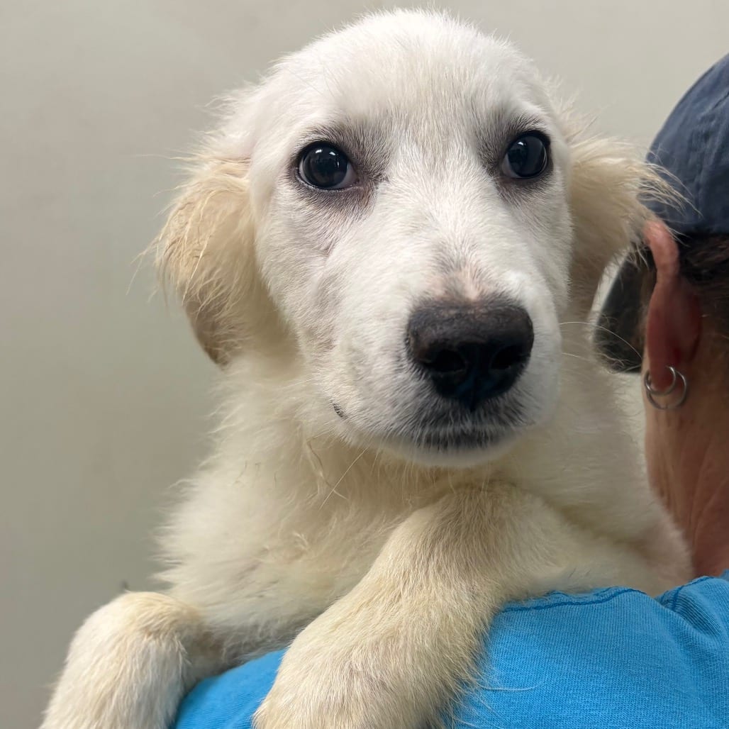 Photo of Misty - Chino Hills Location, adoptable Pyrenees, Great / Mix