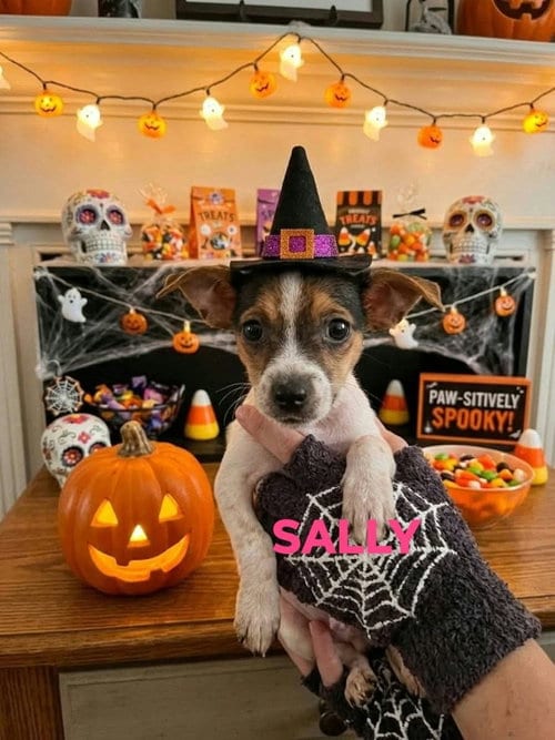 Photo of Sally,Oogie,Buggy, adoptable Chihuahua in Brooksville, Florida