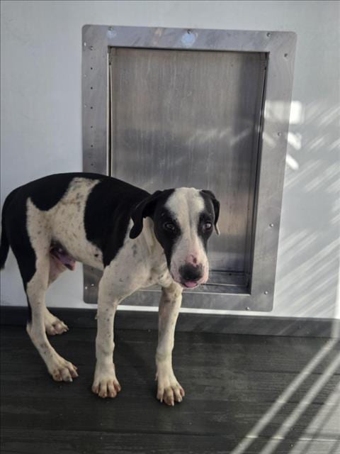 Photo of Noe, adoptable Pit Bull Terrier in San Bernardino, California