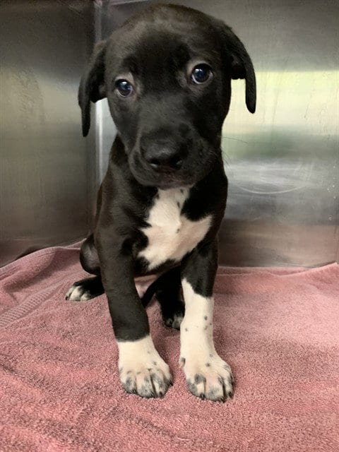 Photo of Mca, adoptable American Staffordshire Terrier in Grand Prairie, Texas