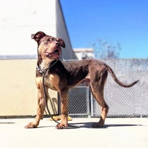 Photo of Lewis, adoptable Pit Bull Terrier in Oakland, California