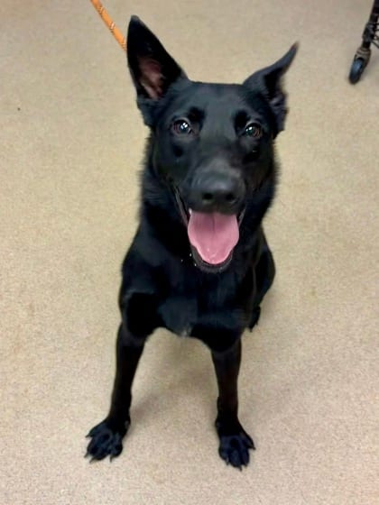 Photo of McScruffles, adoptable dog in Chamblee, Georgia