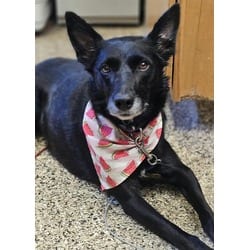Photo of Mona, adoptable Border Collie in Frisco, Colorado