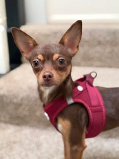 Photo of A199391, adoptable Chihuahua in Fremont, California