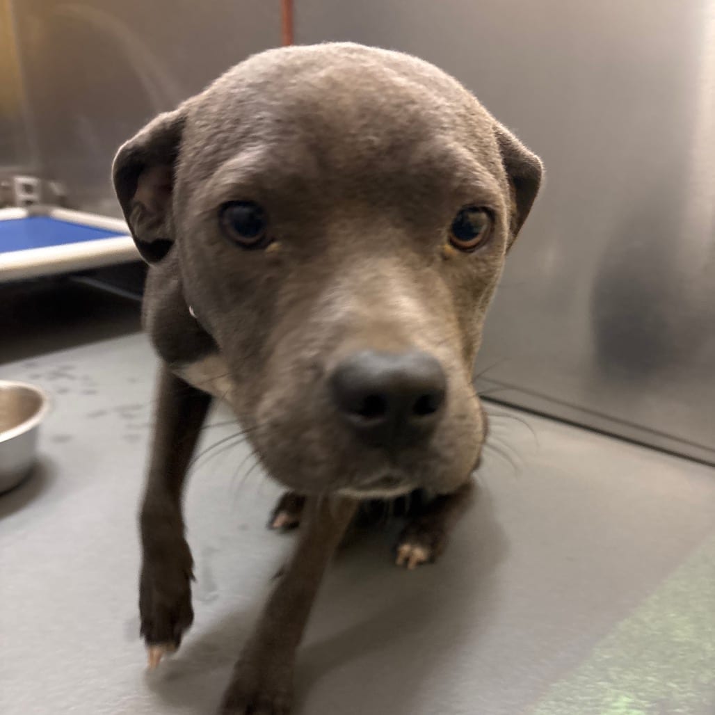 Photo of Queen, adoptable dog