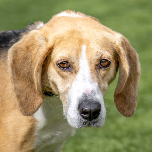 Photo of Pebbles, adoptable Hound in Hilton Head, South Carolina