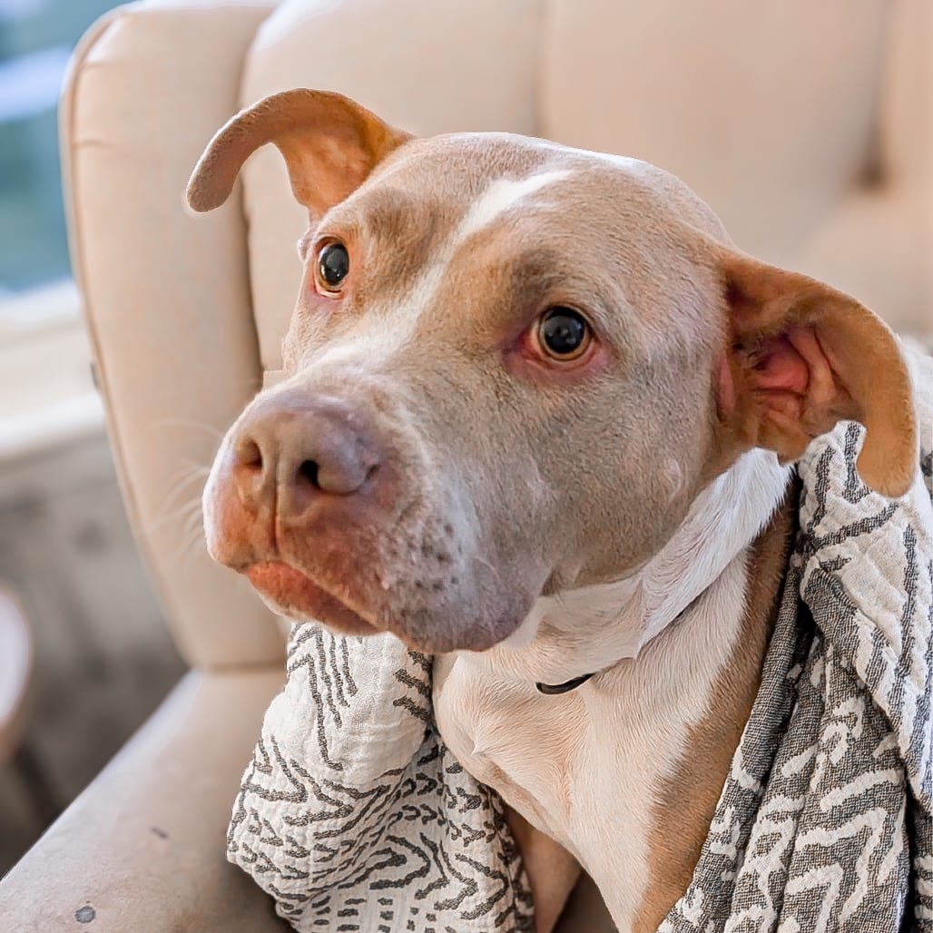 Photo of Haven, adoptable Mixed Breed (Large) in Ohio, Ohio