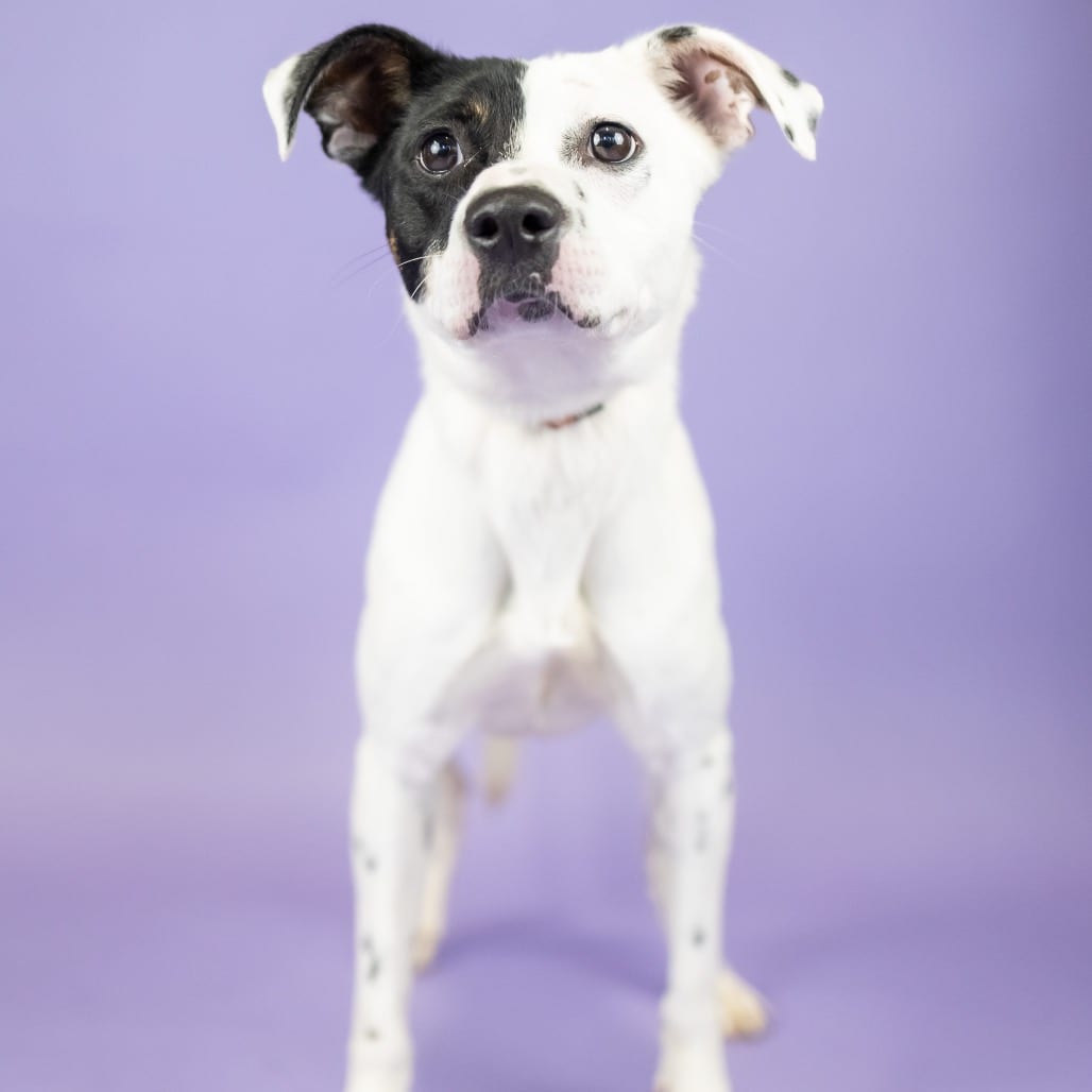 Photo of Dice, adoptable Mixed Breed (Medium) / Mixed Breed (Medium) in Portland, Oregon