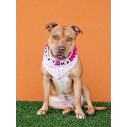 Photo of Ginger, adoptable American Staffordshire Terrier in Doral, Florida
