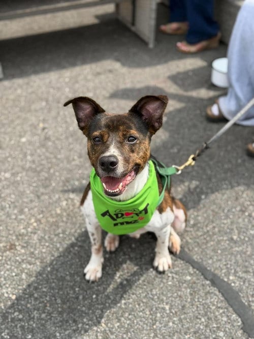Photo of Coquito (Foster or Adopter needed!), adoptable Terrier in Westwood, New Jersey