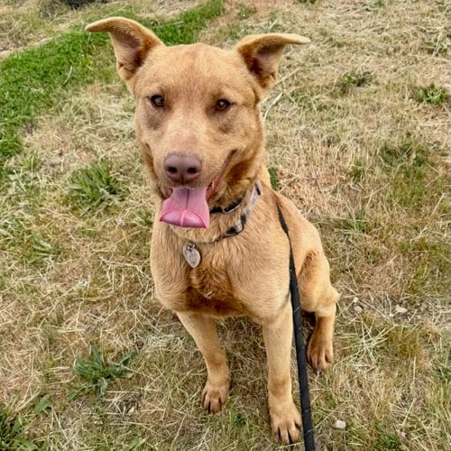 Photo of Alaska, adoptable Australian Cattle Dog/Blue Heeler in Yreka, California