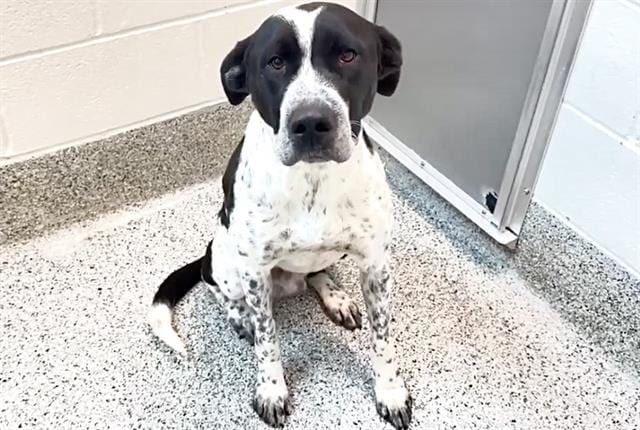 Photo of Grover, adoptable German Shorthaired Pointer in Houston, Texas