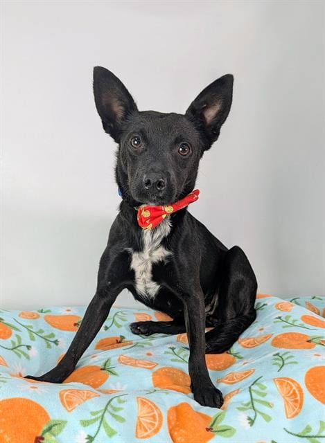 Photo of Sweet Pea, adoptable Chihuahua in Thousand Palms, California