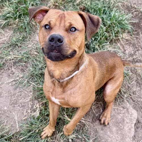 Photo of Pooky, adoptable Staffordshire Bull Terrier in Houston, Texas