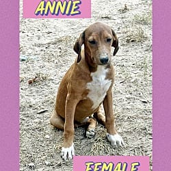 Photo of Annie meet me 10/10, adoptable Terrier (Unknown Type, Medium) in East Hartford, Connecticut