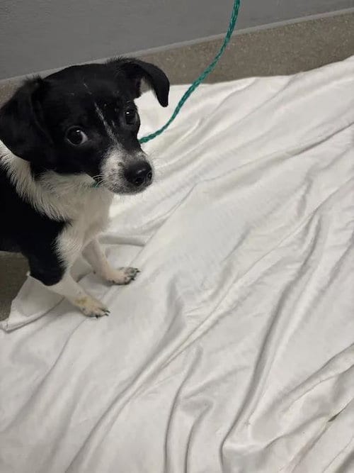 Photo of Hadley, adoptable Chihuahua in Las Vegas, Nevada