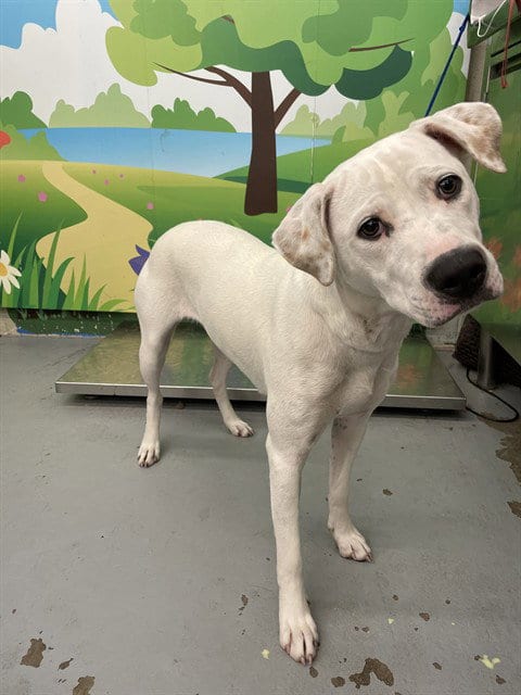 Photo of Valencia, adoptable Pit Bull Terrier in Waco, Texas
