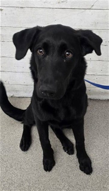 Photo of Gothitelle, adoptable Labrador Retriever in San Bernardino, California