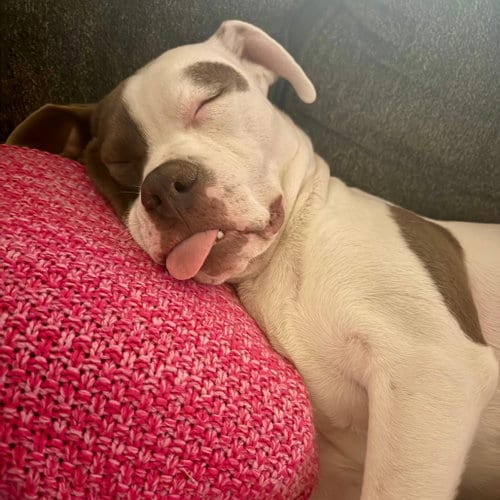 Photo of Dash, adoptable Terrier in Dallas, Texas