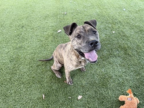 Photo of Teddy, adoptable Pit Bull Terrier in Garland, Texas