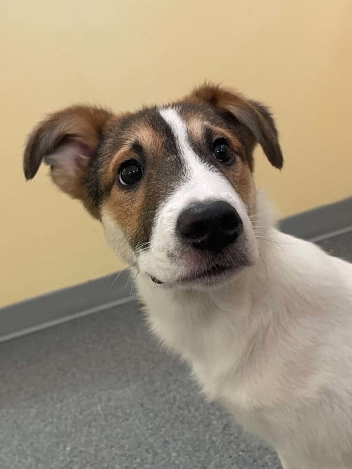 Photo of Birch, adoptable Shepherd in Low Moor, Virginia