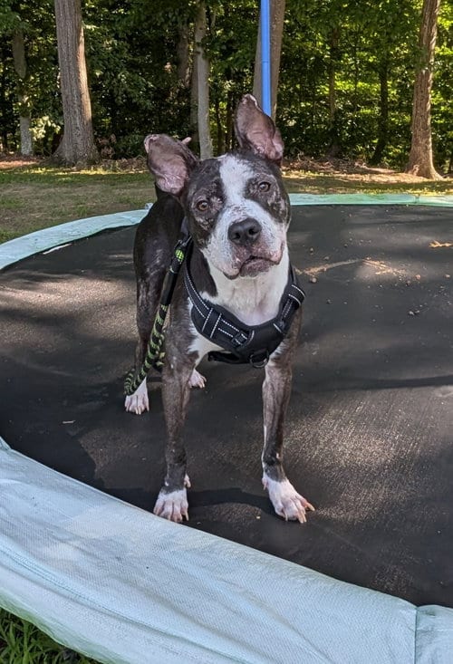 Photo of JumpyFEE, adoptable Pit Bull Terrier in Herndon, Virginia