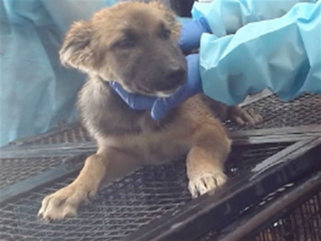 Photo of Senior Shepherd, adoptable Shepherd in Devore, California