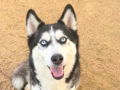 Photo of Marie, adoptable dog in Georgetown, Texas