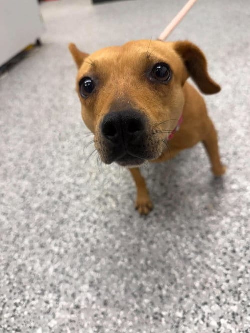 Photo of Skye, adoptable Chihuahua in Front Royal, Virginia