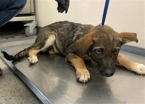 Photo of A256721, adoptable German Shepherd Dog in Visalia, California