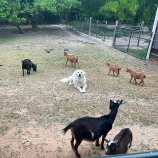 Photo of Nemo, adoptable Great Pyrenees in Whitewright, Texas
