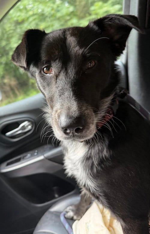 Photo of Tahlia, adoptable Border Collie in Evansville, Indiana