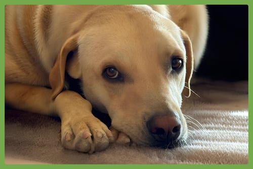 Photo of Taco, adoptable Labrador Retriever in Amherst, Massachusetts
