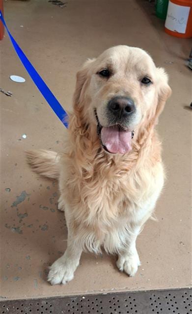 Photo of Goose, adoptable Golden Retriever in Chula Vista, California